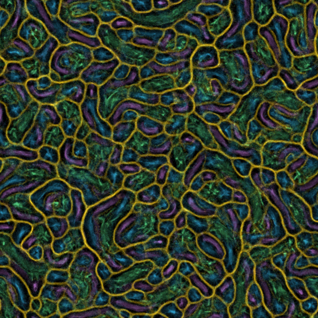 Physarum distribution
